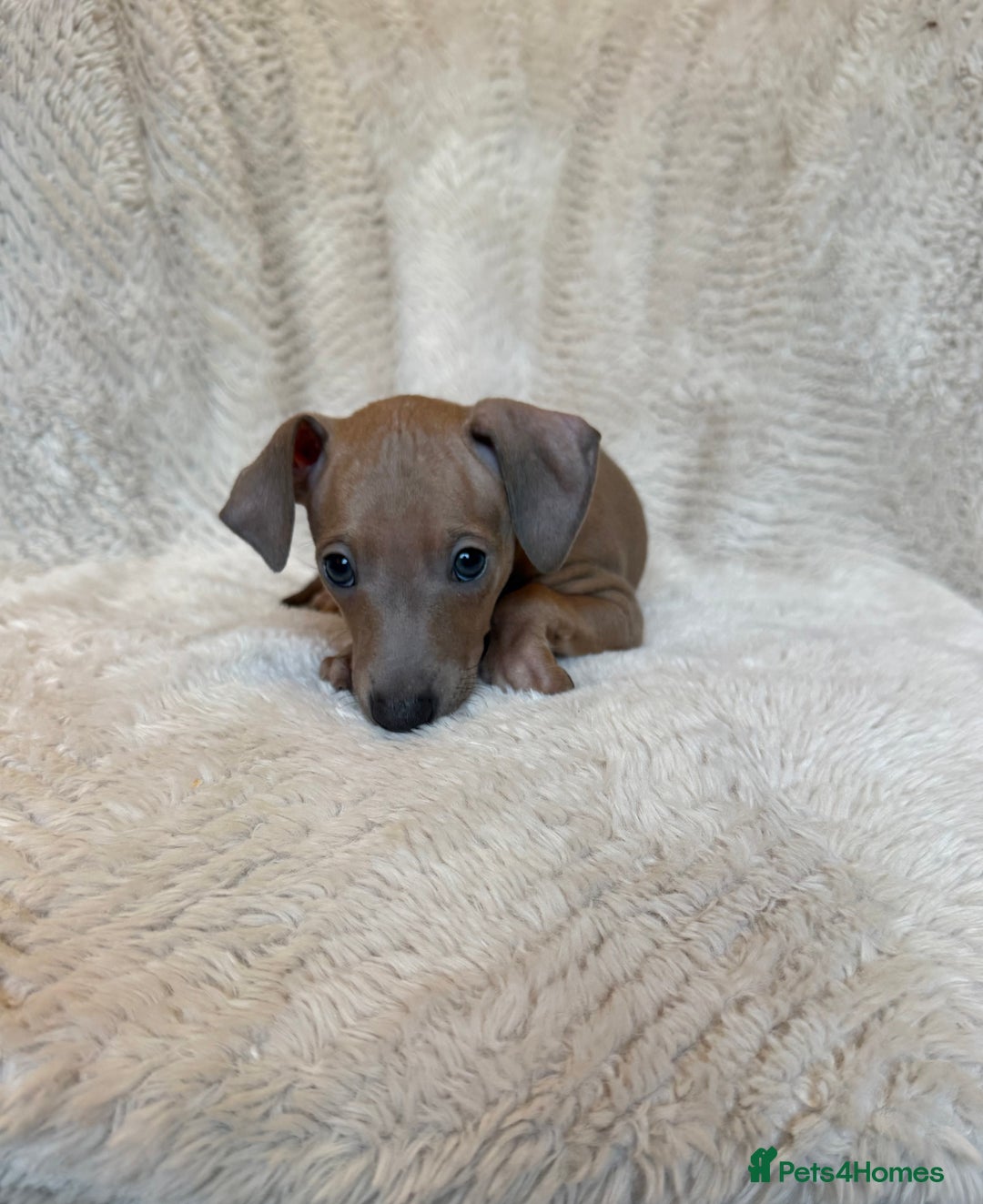 Italian Greyhound dogs for sale: KC Champion lines ⭐️ Italian Greyhound puppies  - Advert 6