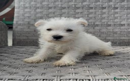 West Highland Terrier dogs for sale: West Highland Terriers show bloodlines - Image 4