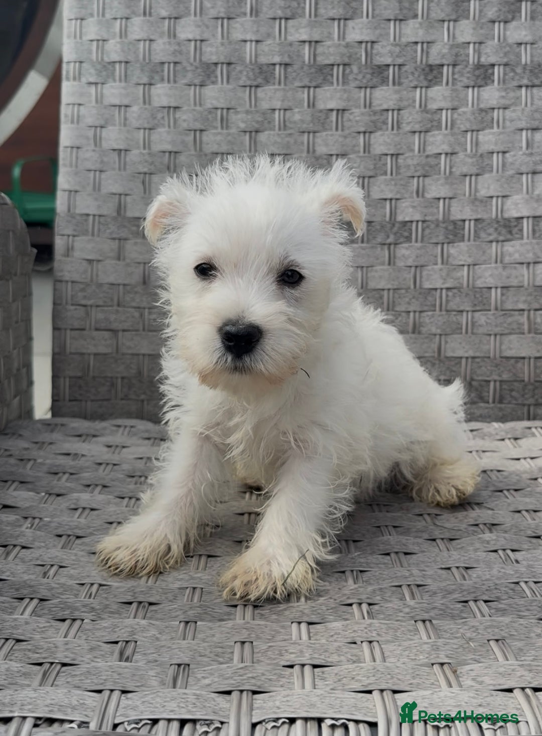 West Highland Terrier dogs for sale: West Highland Terriers show bloodlines - Image 4