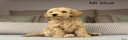 Maltipoo dogs for sale: GORGEOUS MALTIPOOS. BOYS ONLY - Advert 14