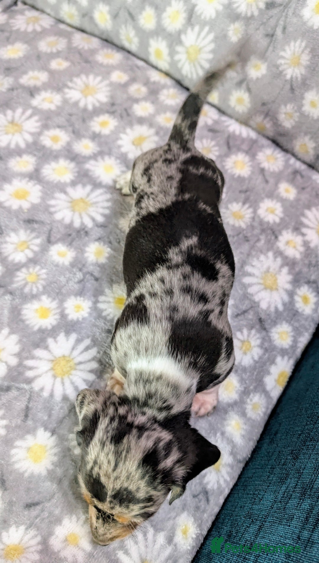 Miniature Dachshund dogs for sale: Mini Dachshund Puppies, Gorgeous Colours & Coats - Image 14