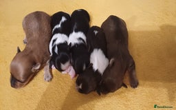 Mixed Breed dogs for sale: Yorkshire mix puppies 3 boys 2 girls  - Image 10