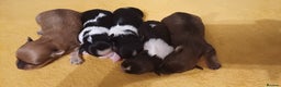 Mixed Breed dogs for sale: Yorkshire Biewer puppies 2 girls available  - Advert 14