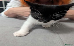 Mixed Breed cats for sale: Three gorgeous male kittens for sale - Image 2