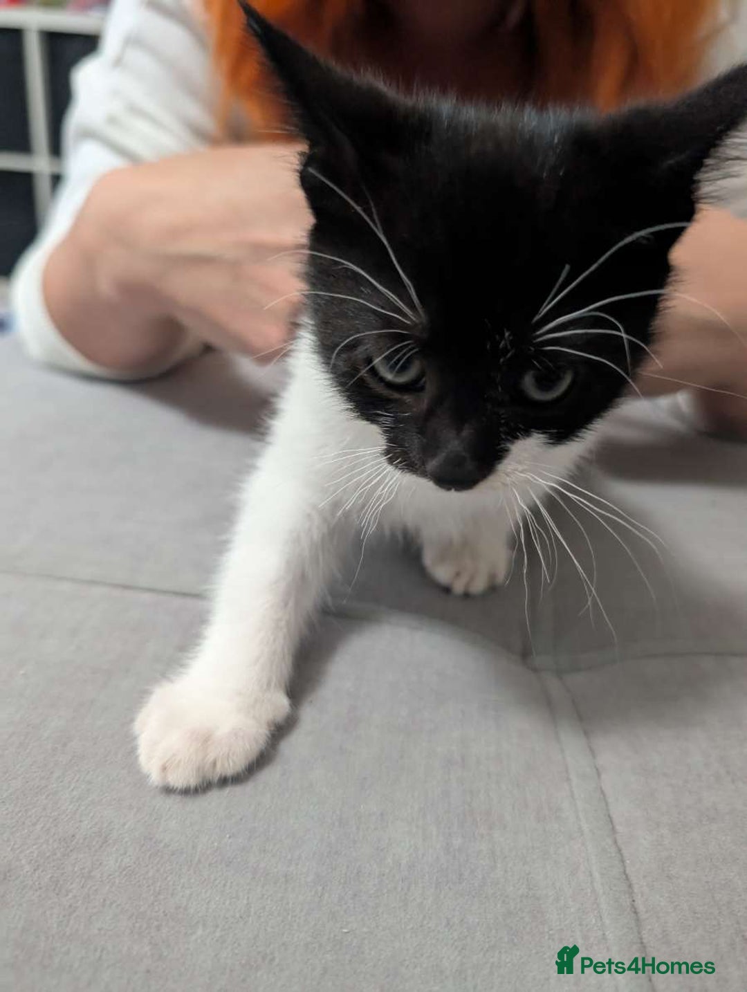 Mixed Breed cats for sale: Three gorgeous male kittens for sale - Image 2