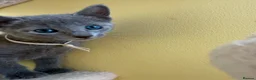 Russian Blue cats for sale: TICA REGISTERED Pure Breed Russian Blue Kittens - Advert 10