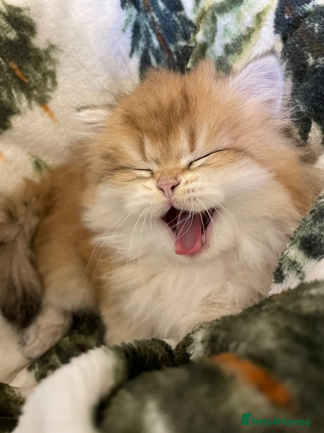 British Longhair cats for sale: Last BLH beautiful Boy - Advert 12