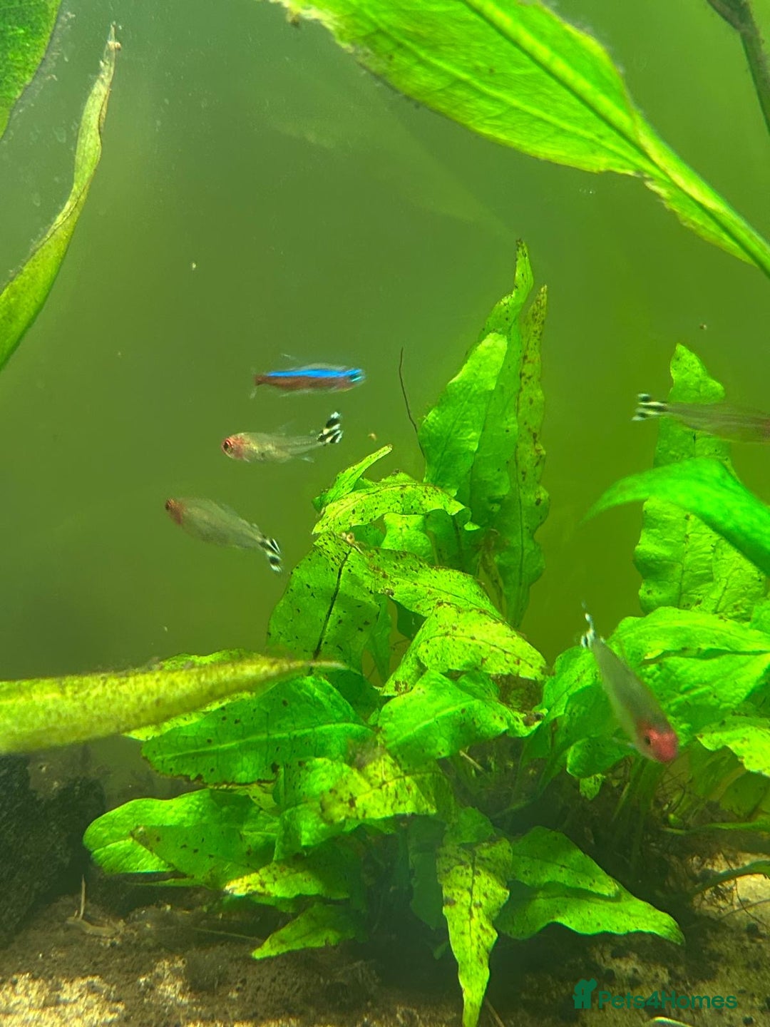 Tetras fish for sale: FREE Tetras and Shrimps - Image 3