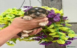 Cockapoo dogs for sale: 7 F1 exquisite dna tested clear Cockerpoos - Image 3