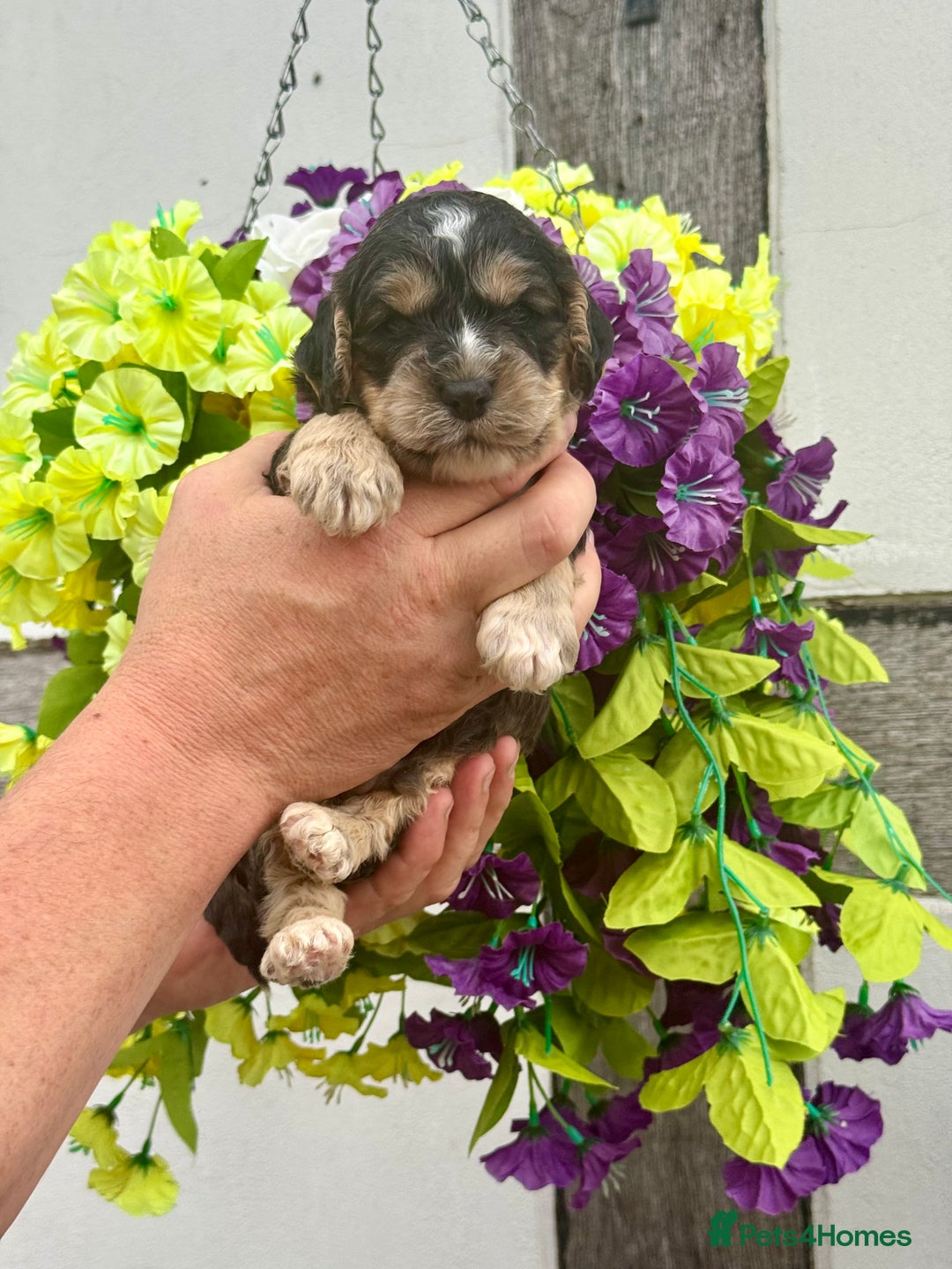 Cockapoo dogs for sale: 7 F1 exquisite dna tested clear Cockerpoos - Image 3
