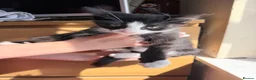 Mixed Breed cats for sale: 3 cute kittens ready for forever home  - Advert 8