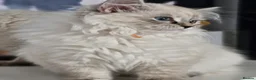 Siberian cats for sale: 💎Championship Line - Last Available Kitten💎 - Advert 9
