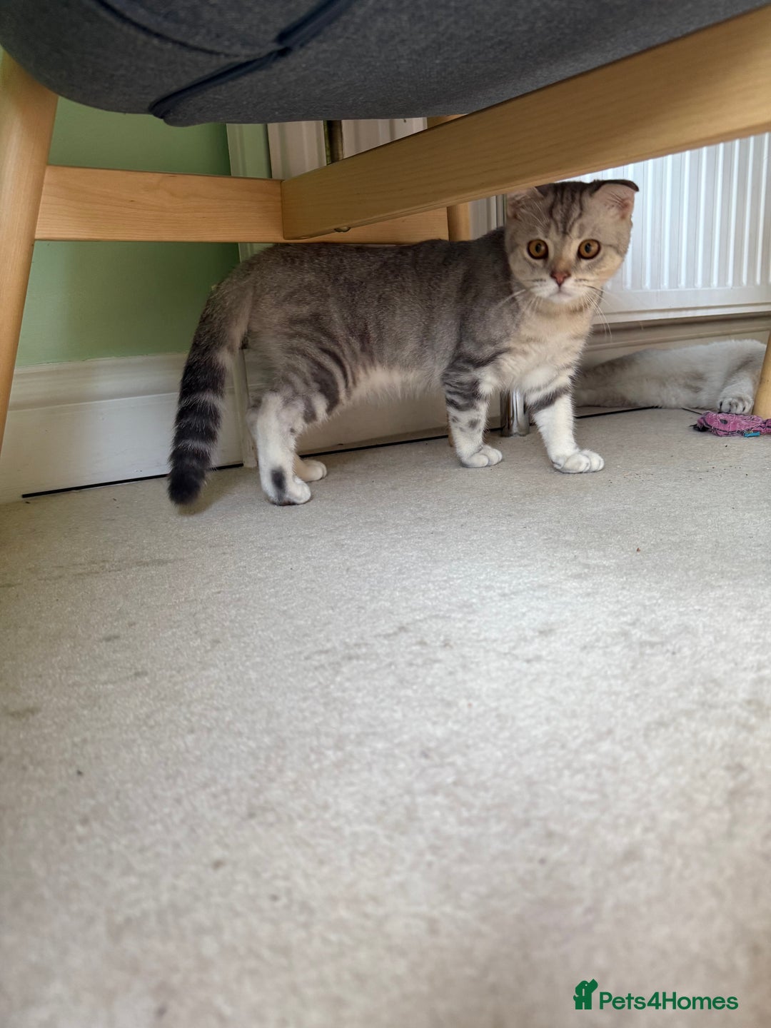 Scottish Fold cats for sale: British Shorthair and Scottish Fold - Image 2