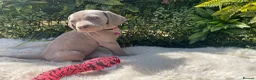 Weimaraner dogs for sale: 💫Reduced Price KC Litter💫 - Advert 17