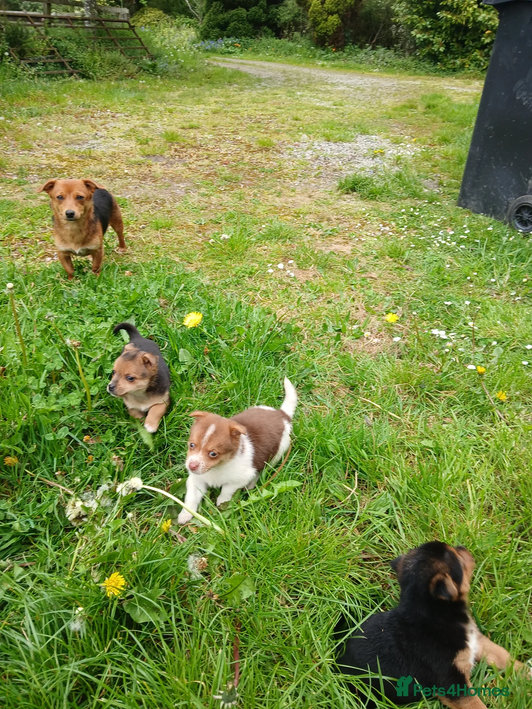 Jack Russell dogs for sale: 4 beautiful Jack Russel puppies £700 - Advert 2