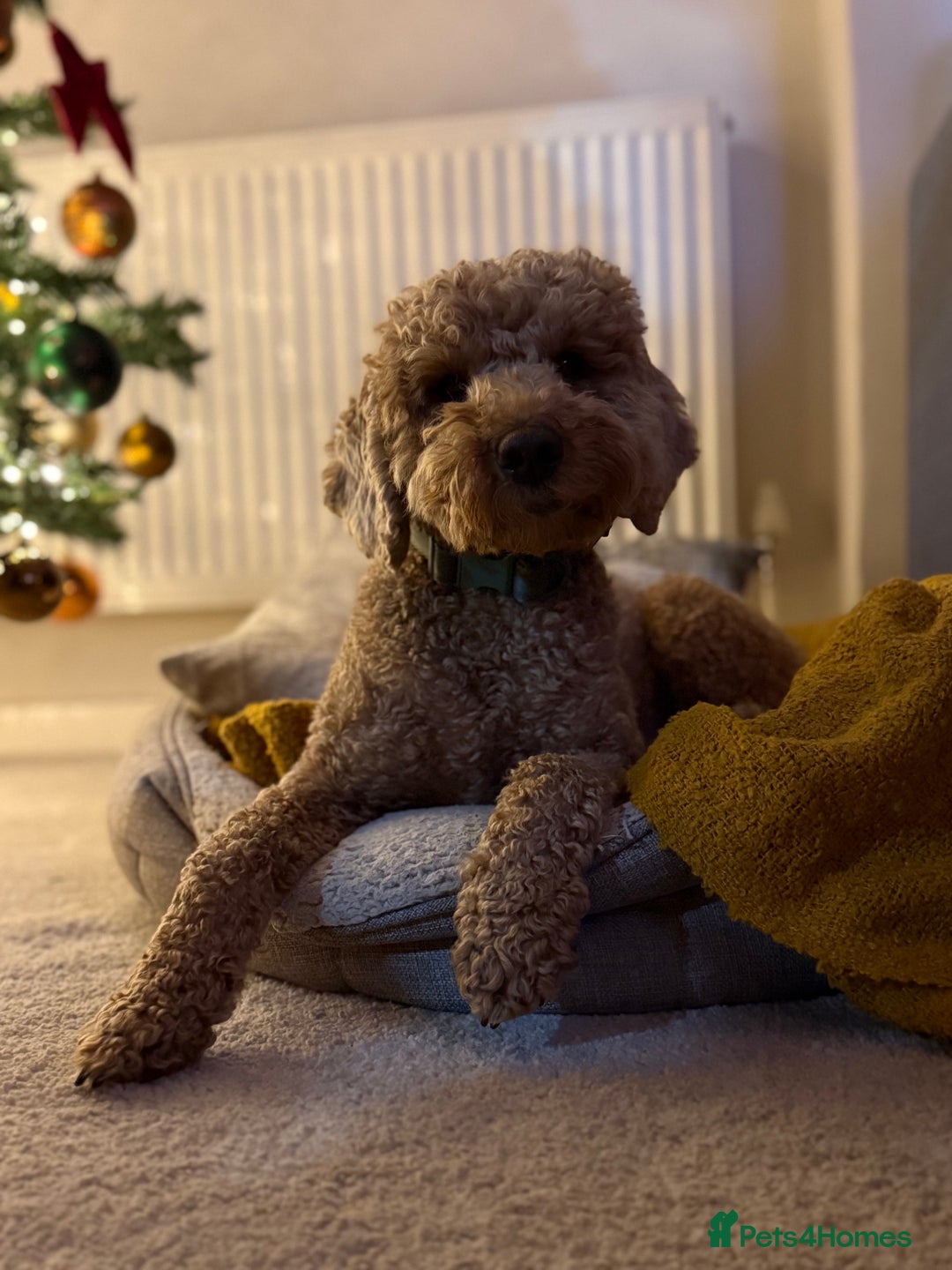 Cockapoo dogs for sale: Toy cockapoo - Advert 10