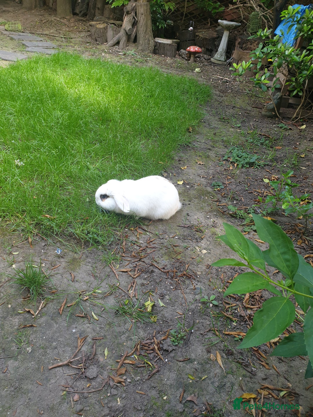 Mini Lop rabbits for sale: Po the rabbit - Image 1