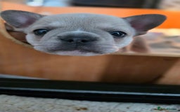 Mixed Breed dogs for sale: Frenchie x chihuahua - Image 13