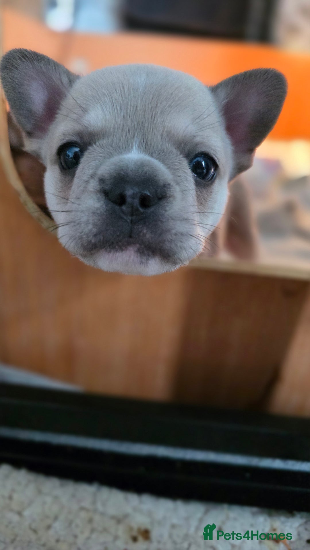 Mixed Breed dogs for sale: Frenchie x chihuahua - Image 13