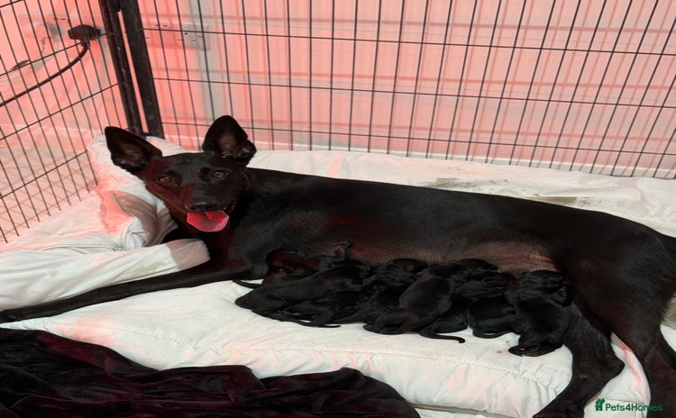 Belgian Shepherd Dog dogs Dutch Herder Puppies - Advert 3