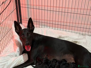 Belgian Shepherd Dog dogs Dutch Herder Puppies - Advert 5