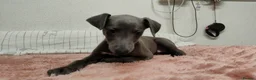 Whippet dogs for sale: (Solid) Blue Whippet KC Registered Puppies - Advert 28