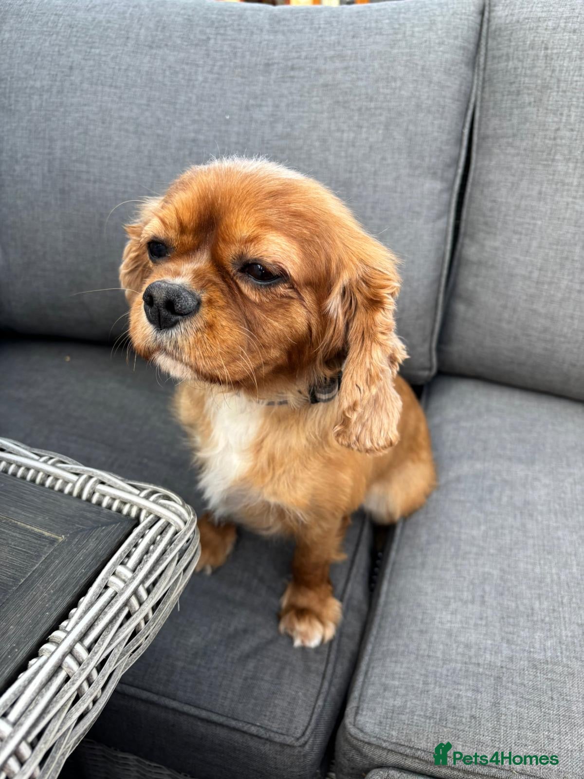 Cavalier King Charles Spaniel dogs CAVALIER KING CHARLES BITCH KC REGISTERED  - Advert 1