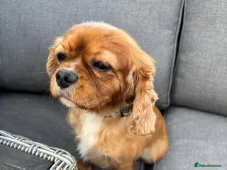 Cavalier King Charles Spaniel dogs CAVALIER KING CHARLES BITCH KC REGISTERED - Advert 1