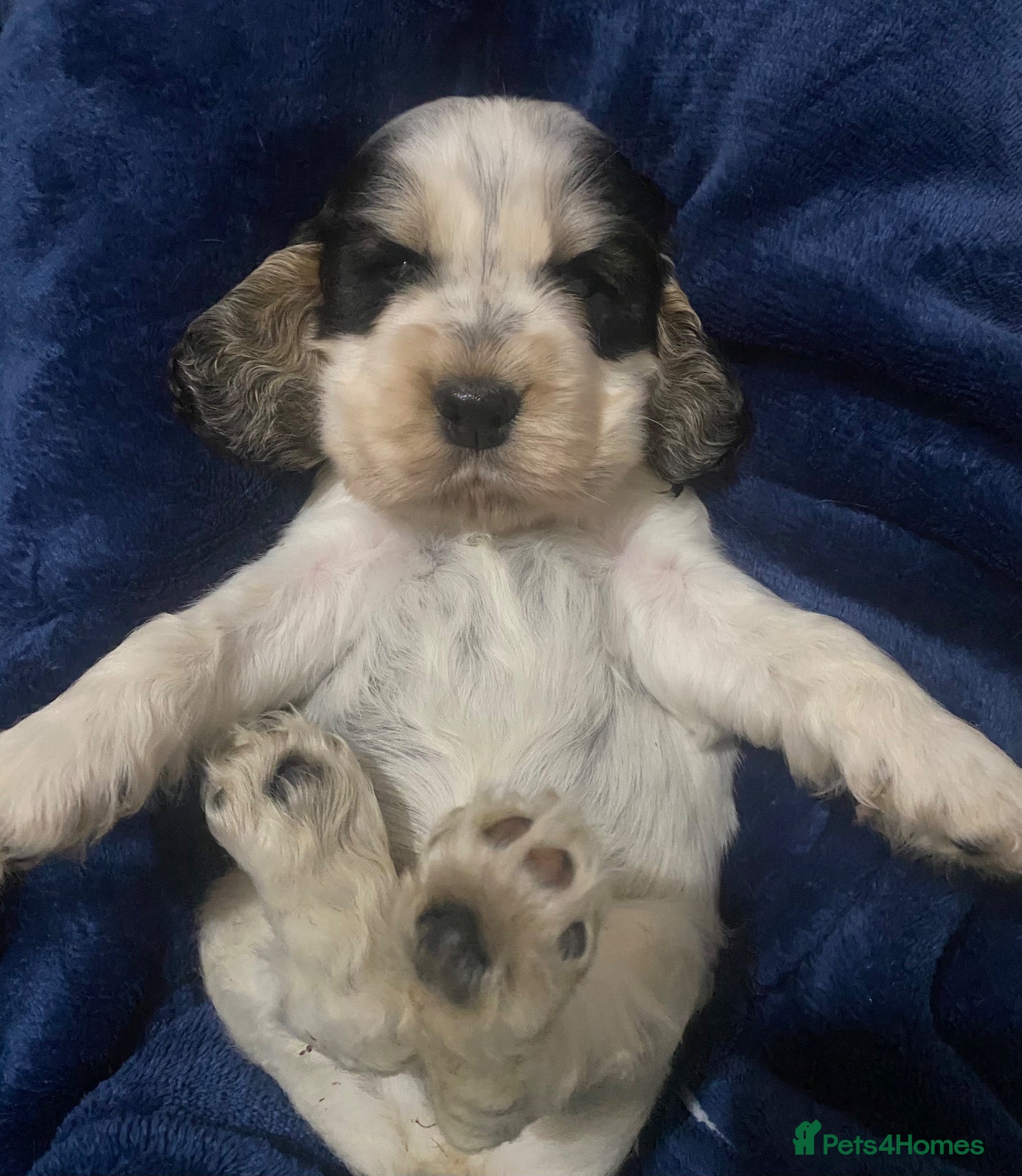 Cocker Spaniel dogs Show Type Cocker Spaniel Puppies - Advert 1