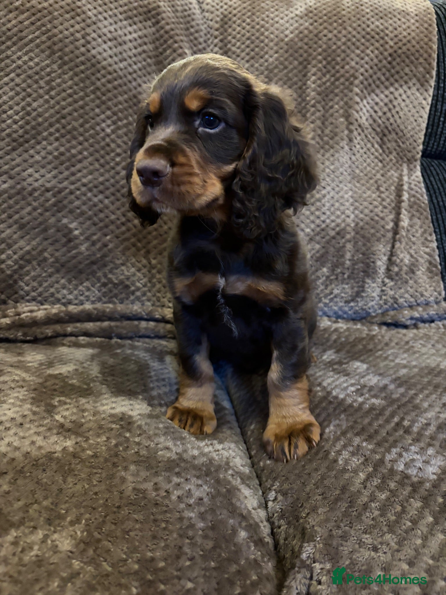 Cocker Spaniel dogs Stunning Cocker spaniel pups  - Advert 1