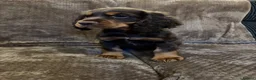 Cocker Spaniel dogs for sale: Stunning Cocker spaniel pups  in Scunthorpe - Advert 1
