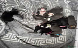 Staffordshire Bull Terrier dogs for sale: 9 chunky stuffy puppies - Image 2