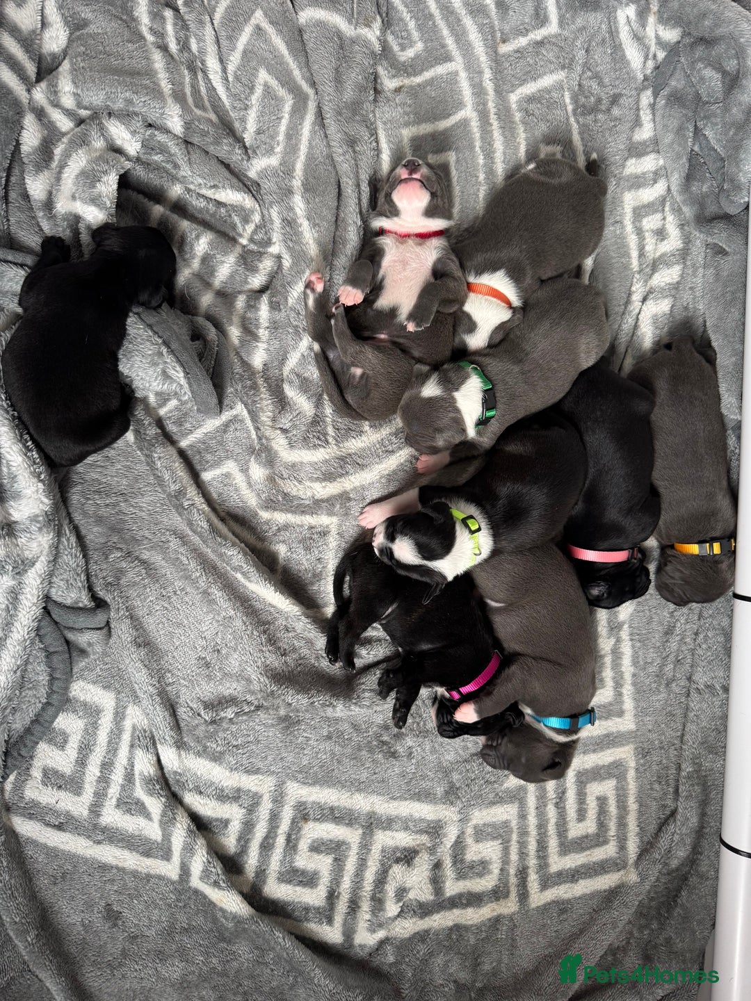 Staffordshire Bull Terrier dogs for sale: 9 chunky stuffy puppies - Image 2