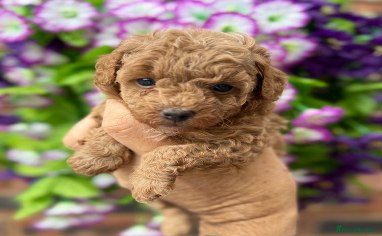 Toy Poodle dogs - Advert 4
