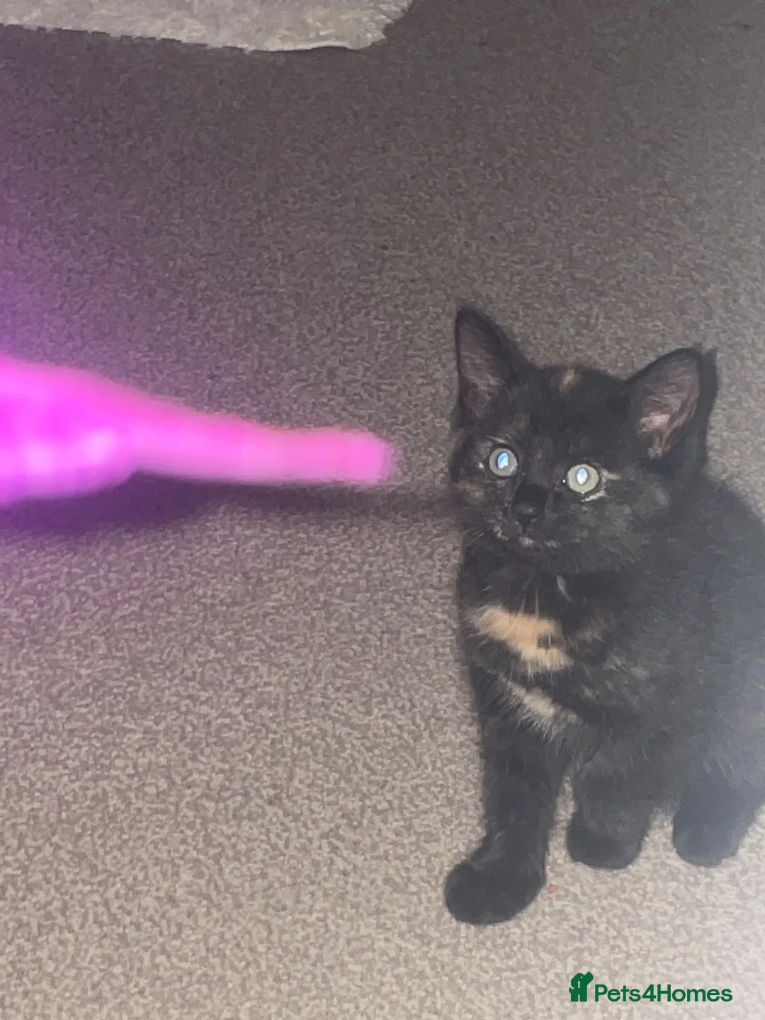 Mixed Breed cats for sale: Last little lady to find her forever home in Saltash - Advert 1