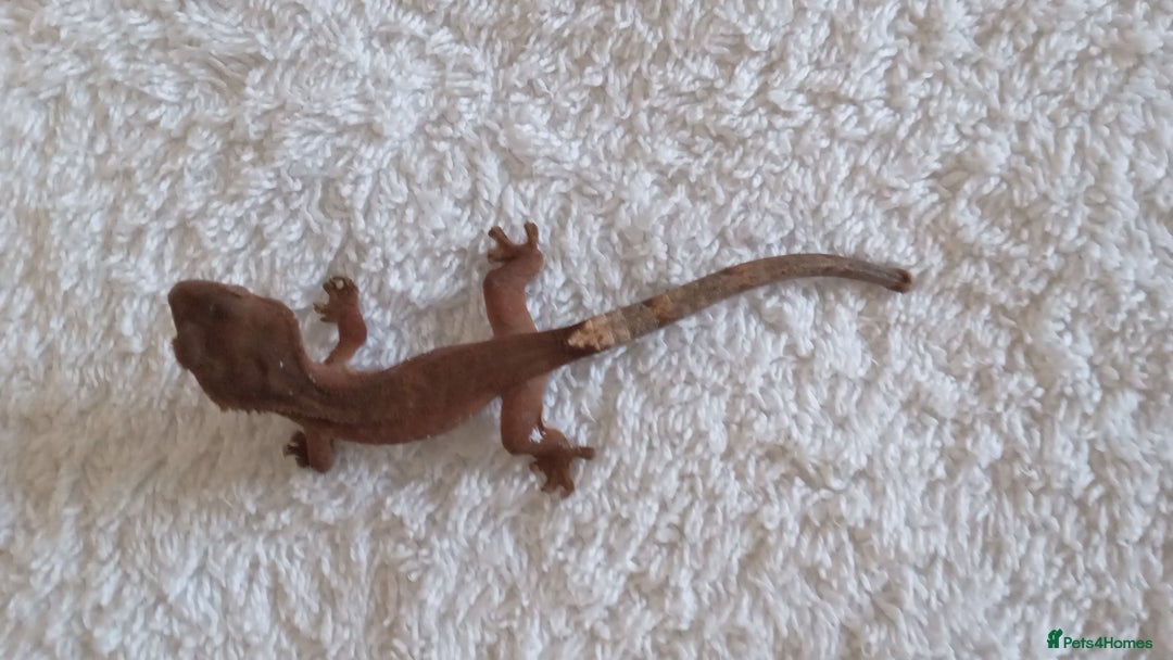 Gecko reptiles for sale: Crested gecko + her 2 babies - Image 6