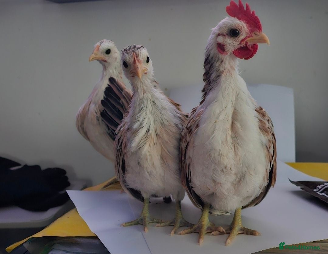 Chickens poultry Serama Chickens.  1 cockrel.  2 hens. - Advert 1