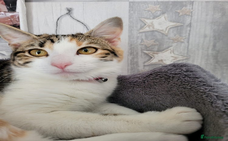 British Shorthair cats - Advert 11