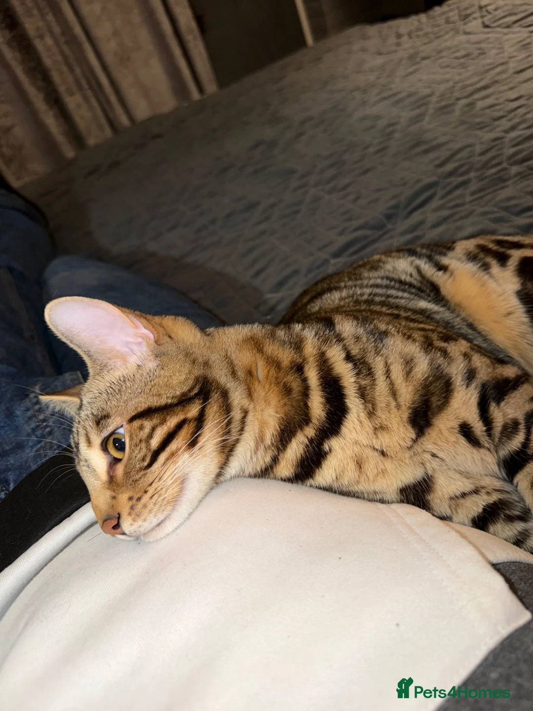 Bengal cats for sale: Pure Bengal cat  in Forfar - Advert 3