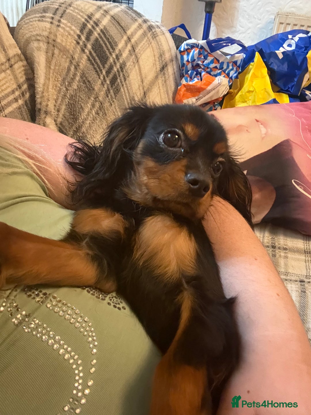 Cavalier King Charles Spaniel dogs for sale: Handsome Black and Tan boy - Image 2