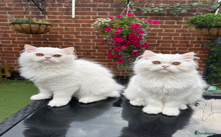 Persian cats - Advert 9