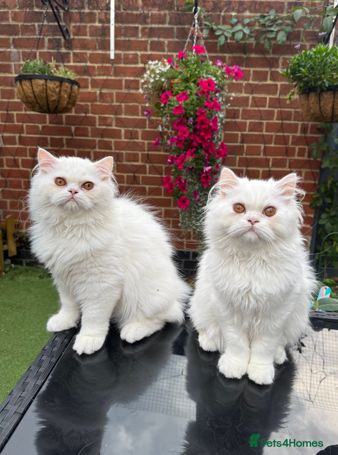 Persian cats for sale: Persian Kittens - Image 1