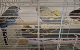 Budgerigars birds for sale: 3 budgies looking for new home  - Image 1