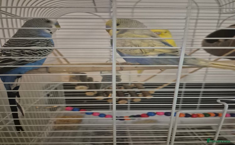 Budgerigars birds - Advert 2