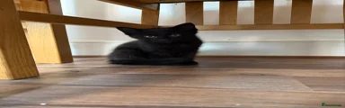 Domestic Shorthair 1