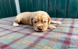 Cocker Spaniel dogs for sale: Working cocker spaniel puppies - Image 19