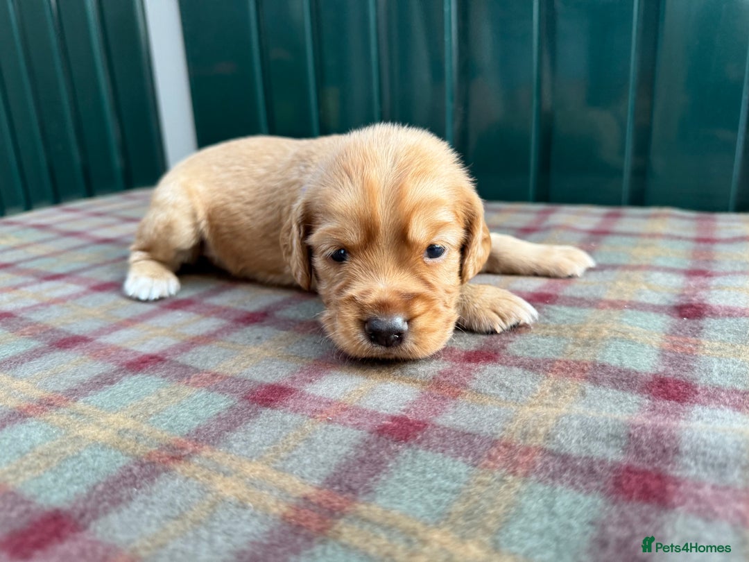 Cocker Spaniel dogs for sale: Working cocker spaniel puppies - Image 19
