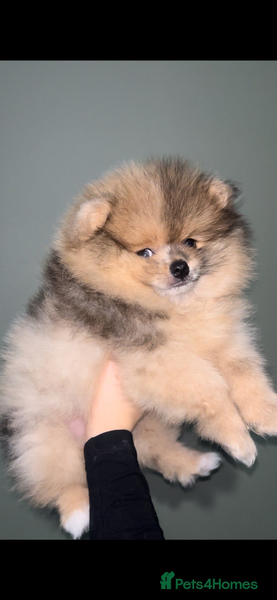 Pomeranian dogs Outstanding teddy sable Pomeranian - Advert 18