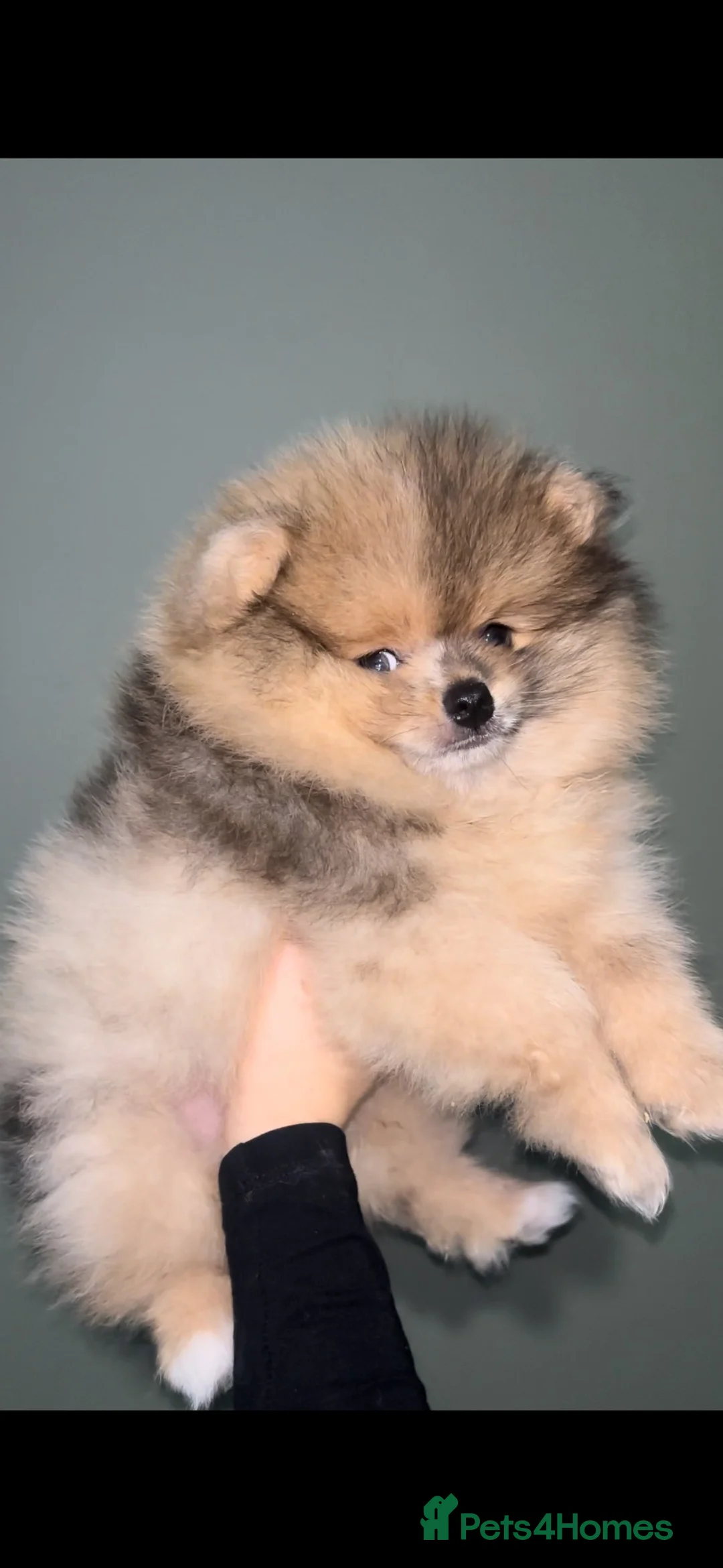 Pomeranian dogs for sale: Outstanding teddy sable Pomeranian - Advert 1