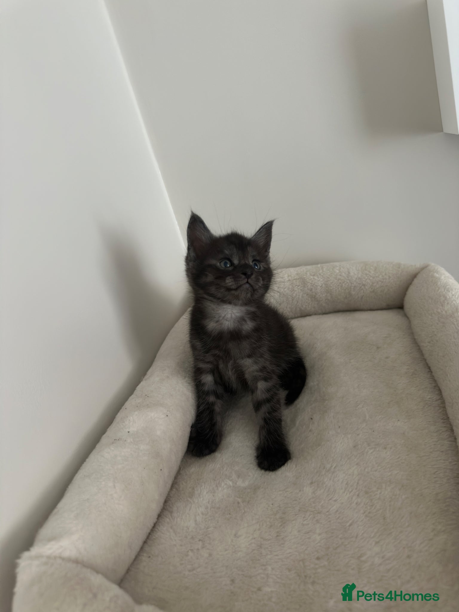 Mixed Breed cats for sale: Maine coon mix breed kittens  - Advert 2